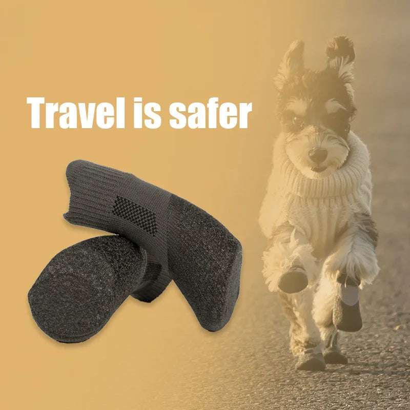 Teddy Dog Paw Protection